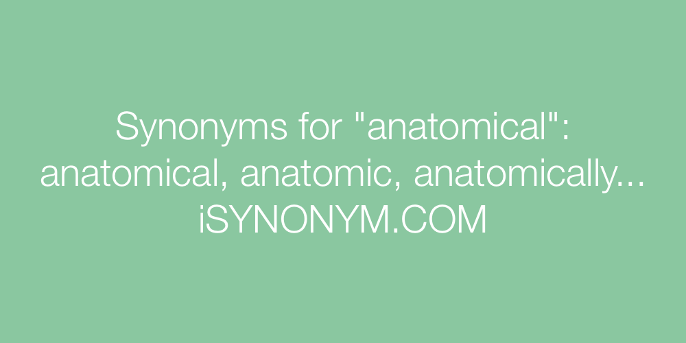 Synonyms anatomical