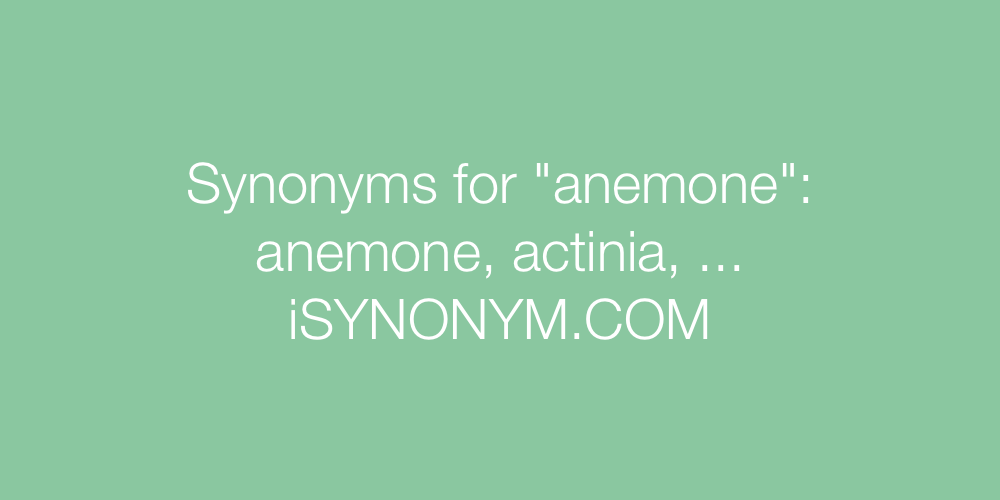 Synonyms anemone