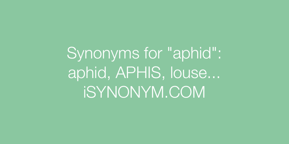 Synonyms aphid