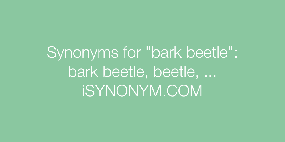 Synonyms bark beetle
