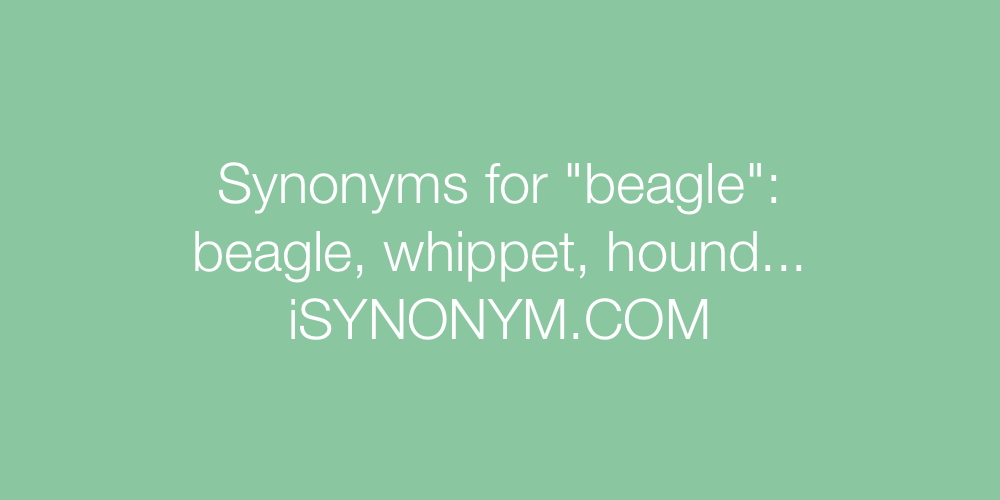 Synonyms beagle