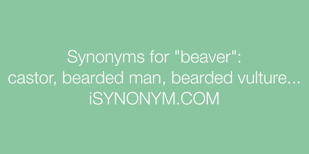 Synonyms beaver