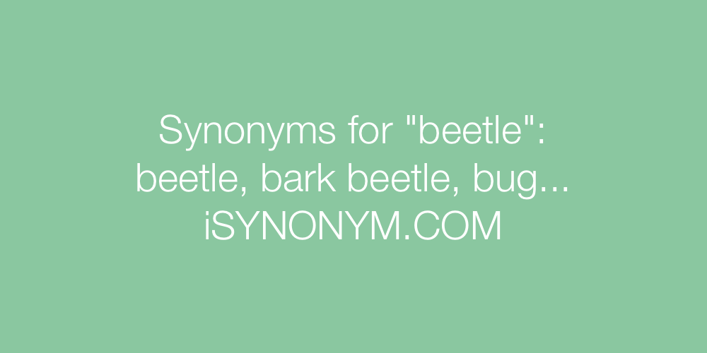 Synonyms beetle