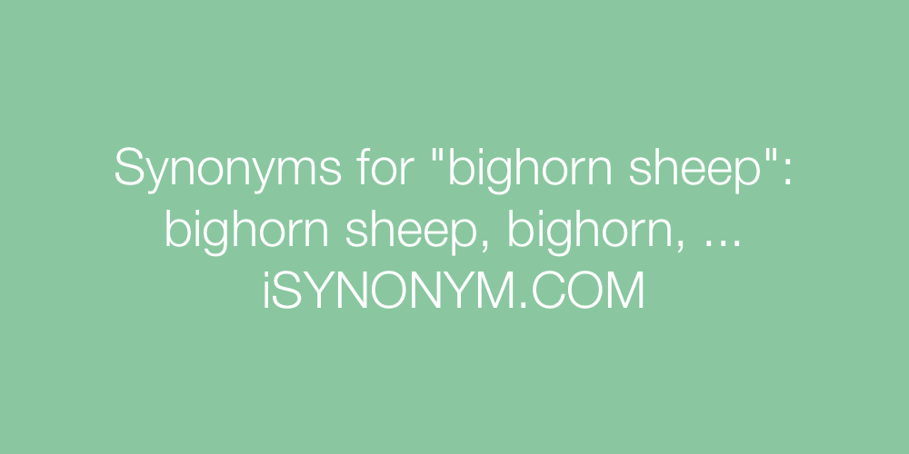 Synonyms bighorn sheep