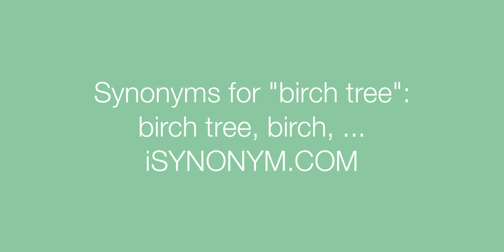 Synonyms birch tree