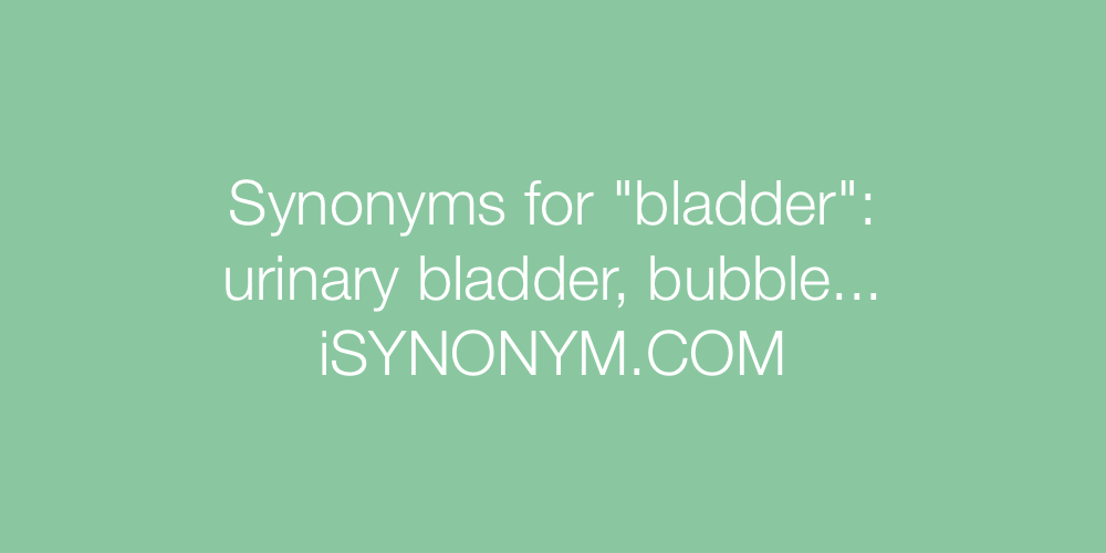 Synonyms bladder