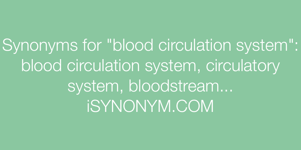 Synonyms blood circulation system