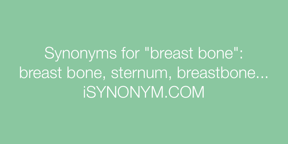 Synonyms breast bone