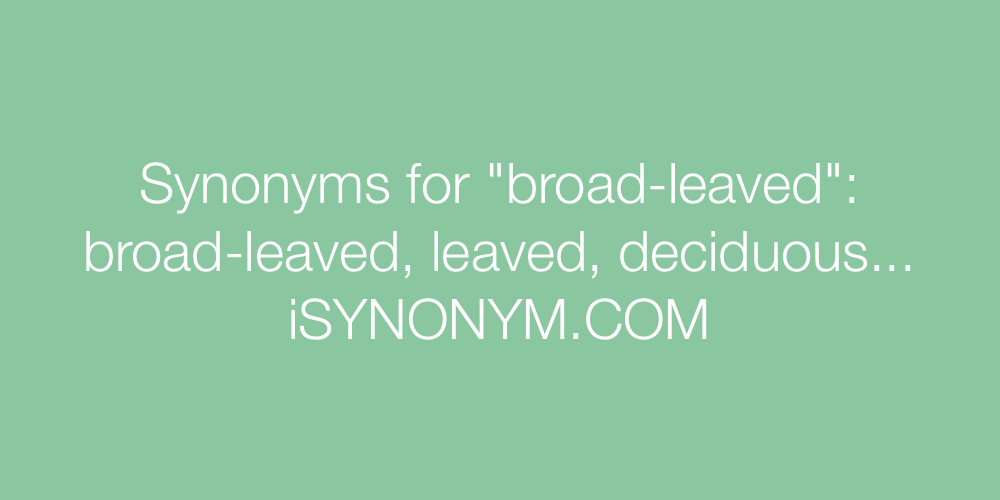Synonyms broad-leaved