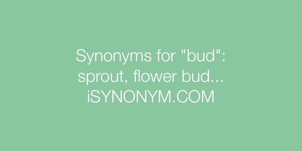 Synonyms bud