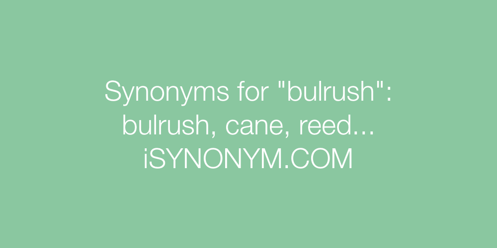 Synonyms bulrush