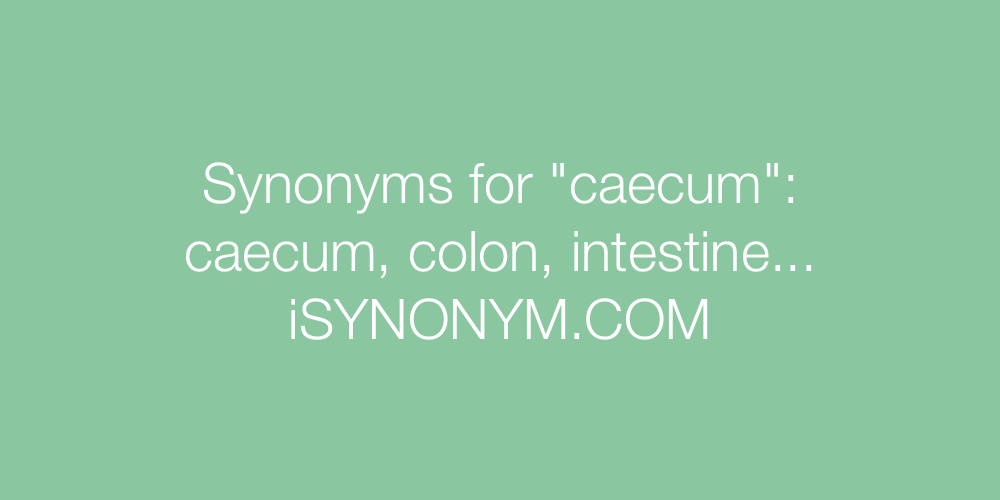 Synonyms caecum