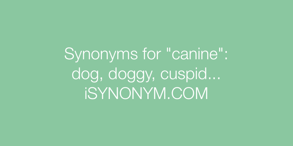 Synonyms canine