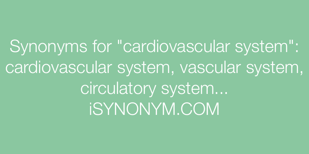 Synonyms cardiovascular system