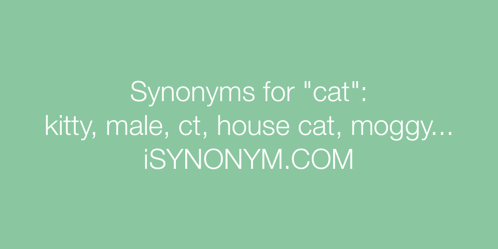 Synonyms cat