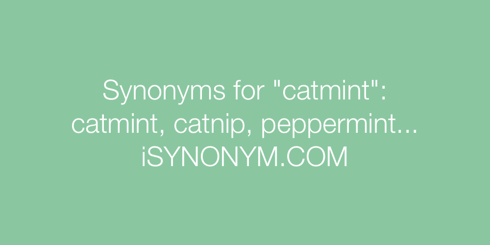 Synonyms catmint