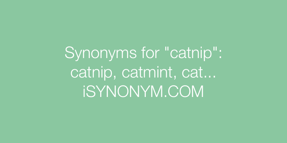 Synonyms catnip