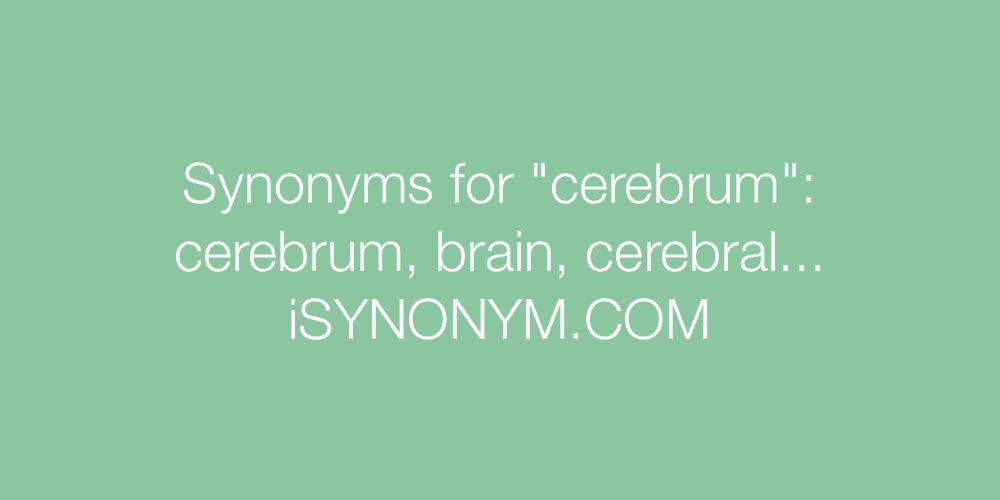 Synonyms cerebrum