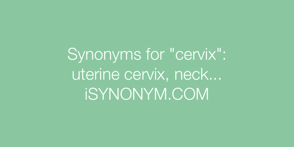 Synonyms cervix