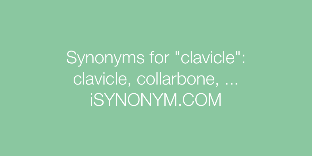 Synonyms clavicle