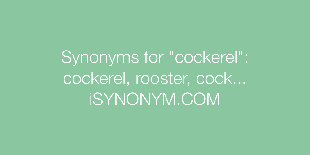 Synonyms cockerel
