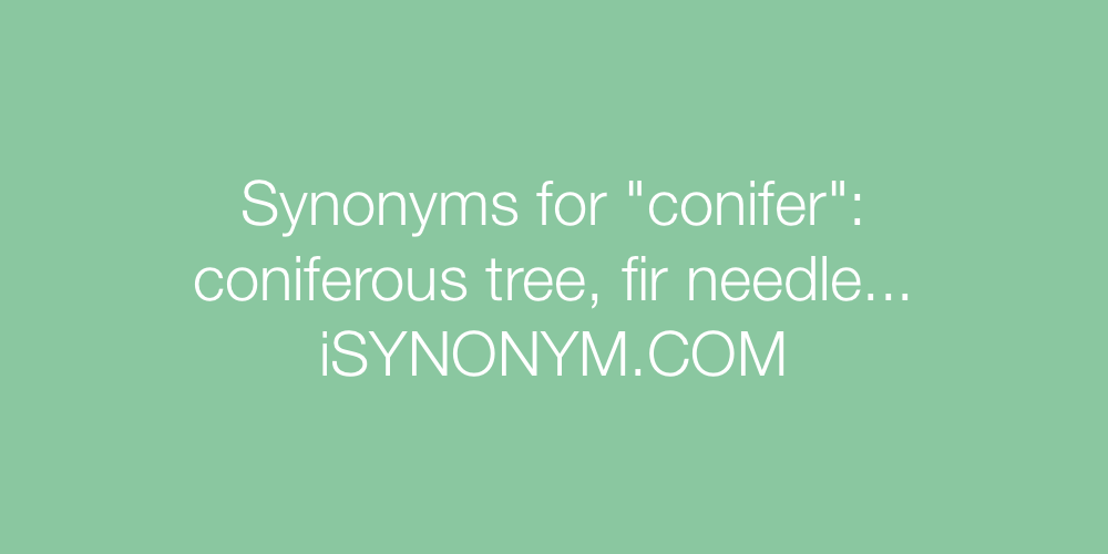 Synonyms conifer