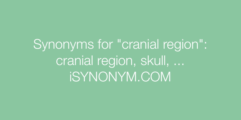 Synonyms cranial region