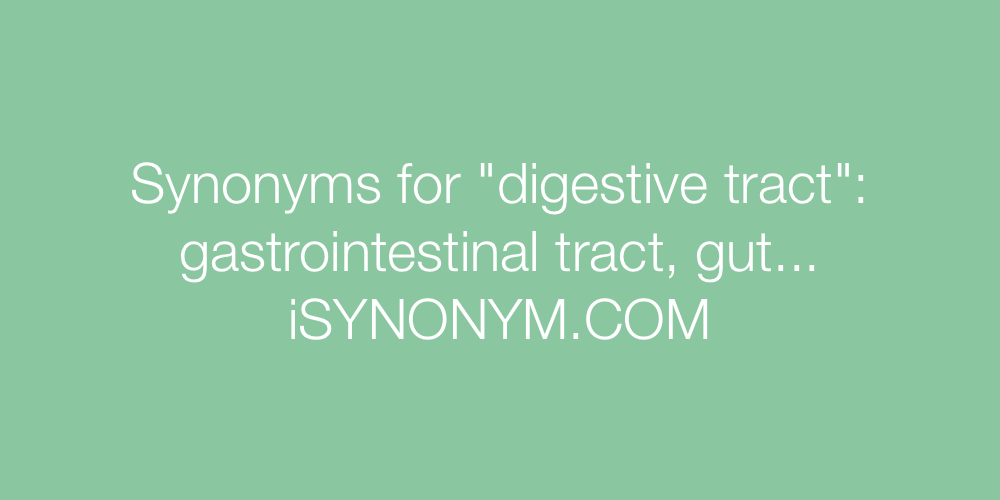 Synonyms digestive tract