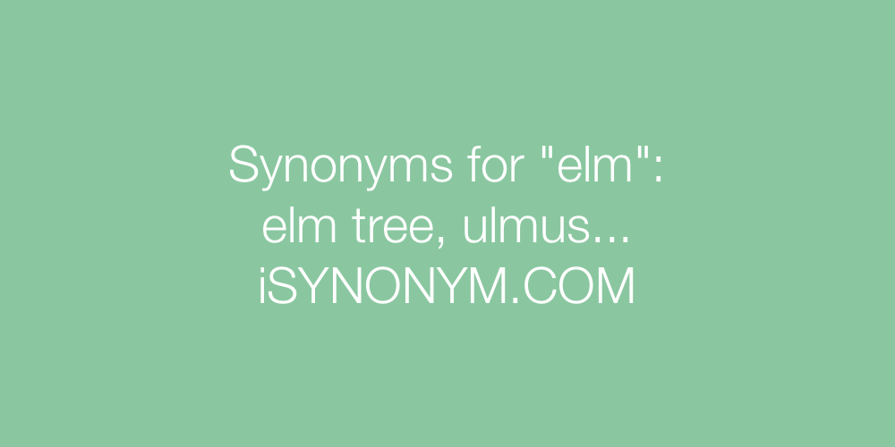 Synonyms elm