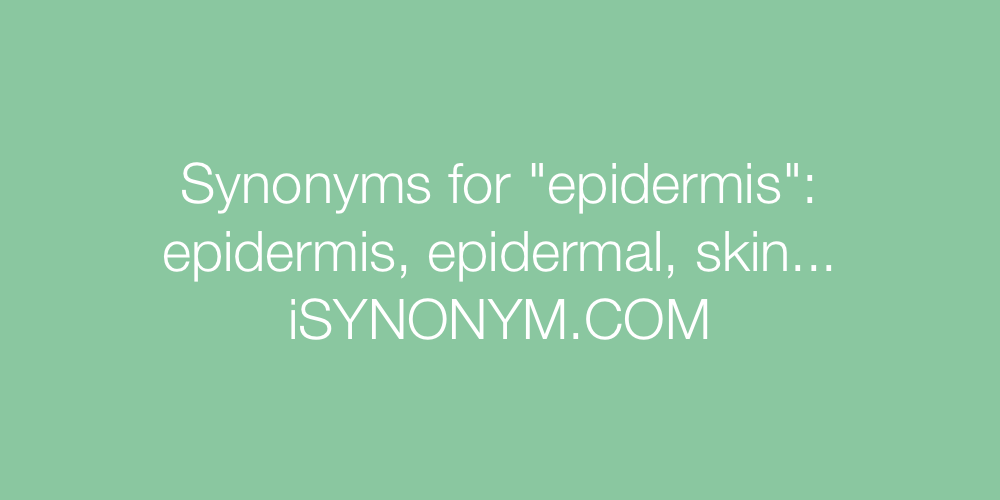 Synonyms epidermis