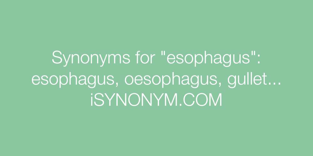 Synonyms esophagus