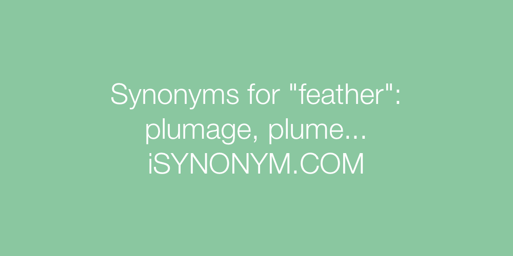 Synonyms feather