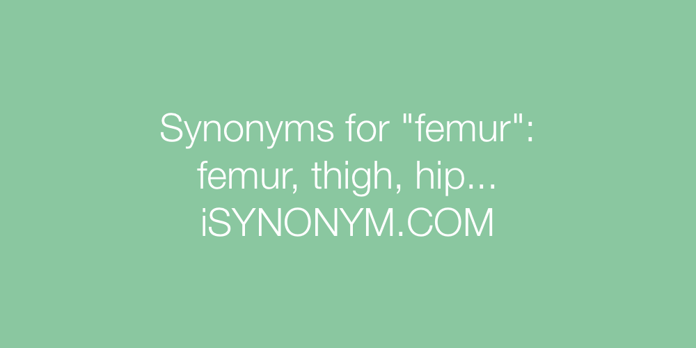 Synonyms femur