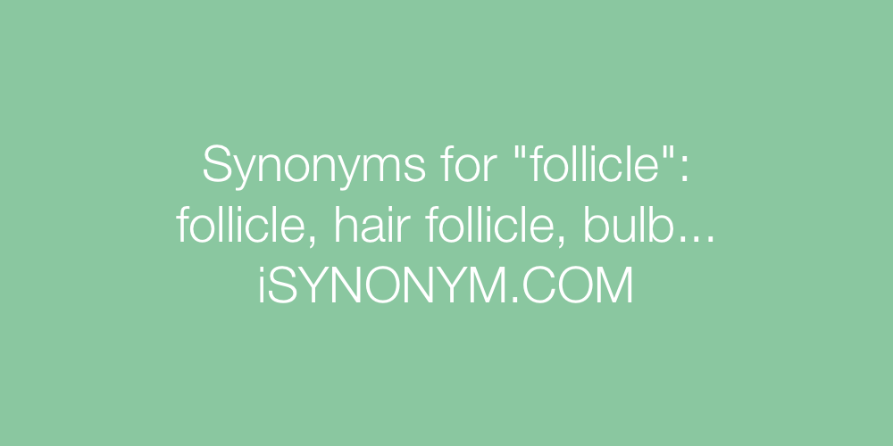 Synonyms follicle