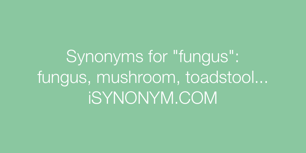 Synonyms fungus