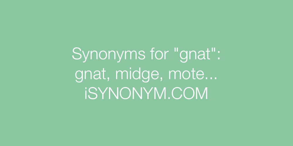 Synonyms gnat