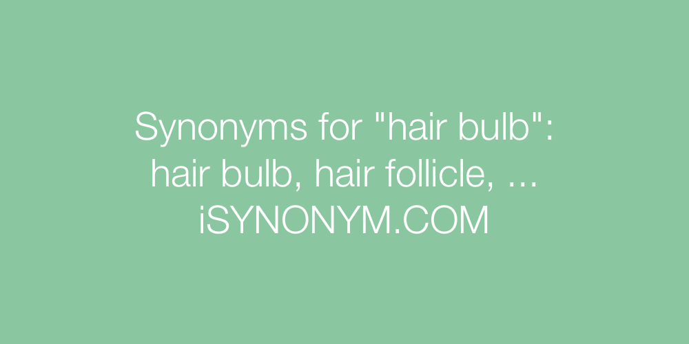 Synonyms hair bulb