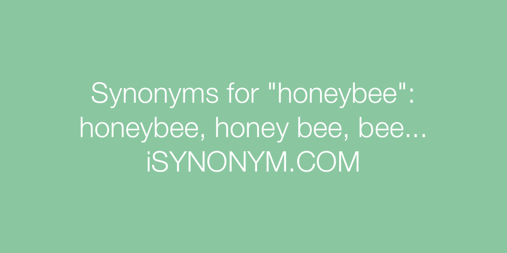 Synonyms honeybee