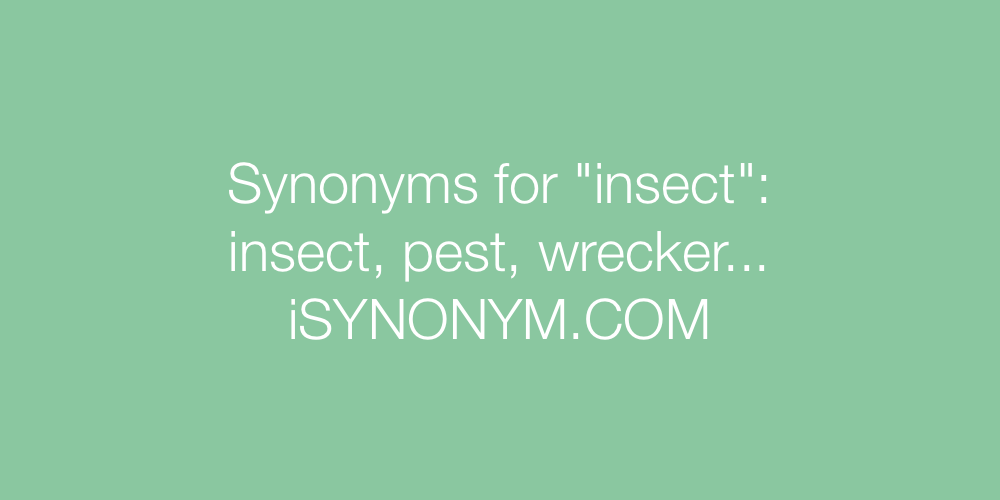 Synonyms insect