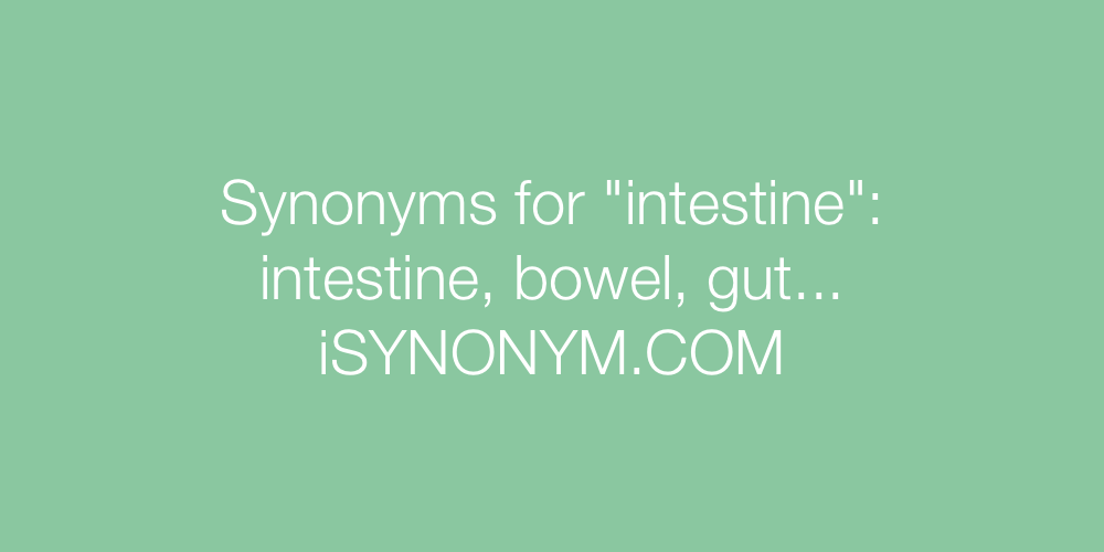 Synonyms intestine