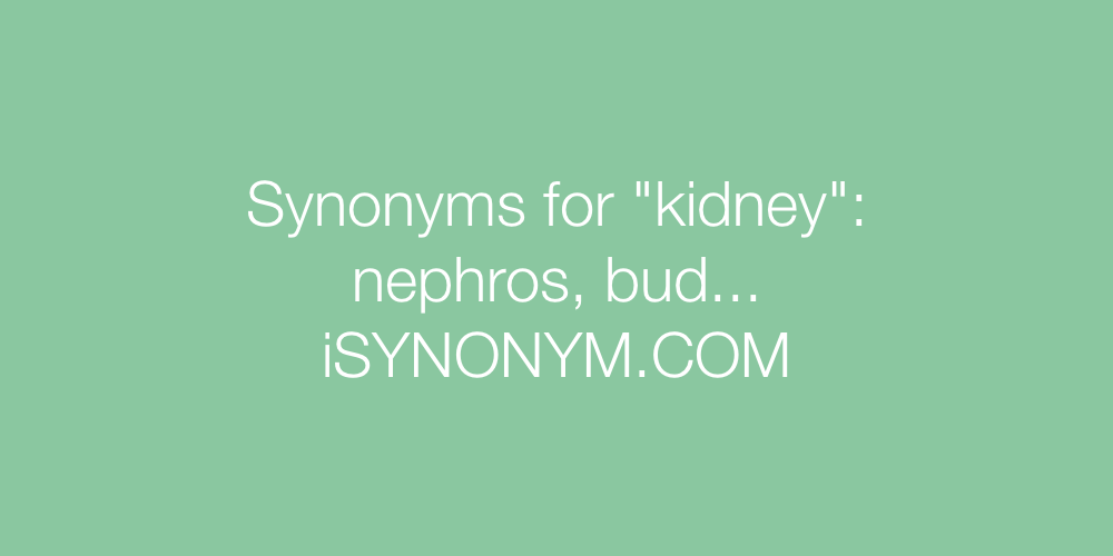Synonyms kidney