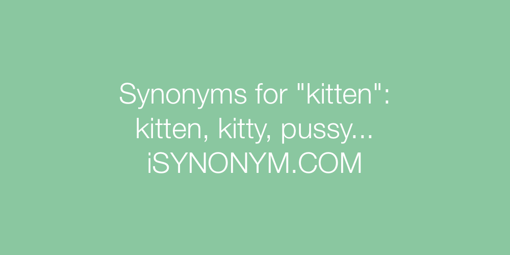 Synonyms kitten