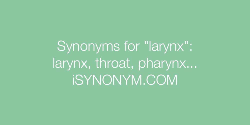 Synonyms larynx