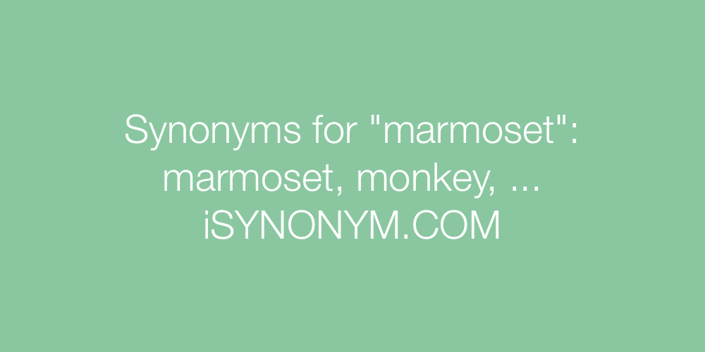 Synonyms marmoset