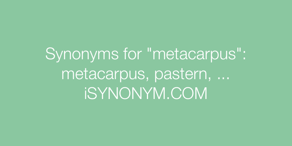 Synonyms metacarpus