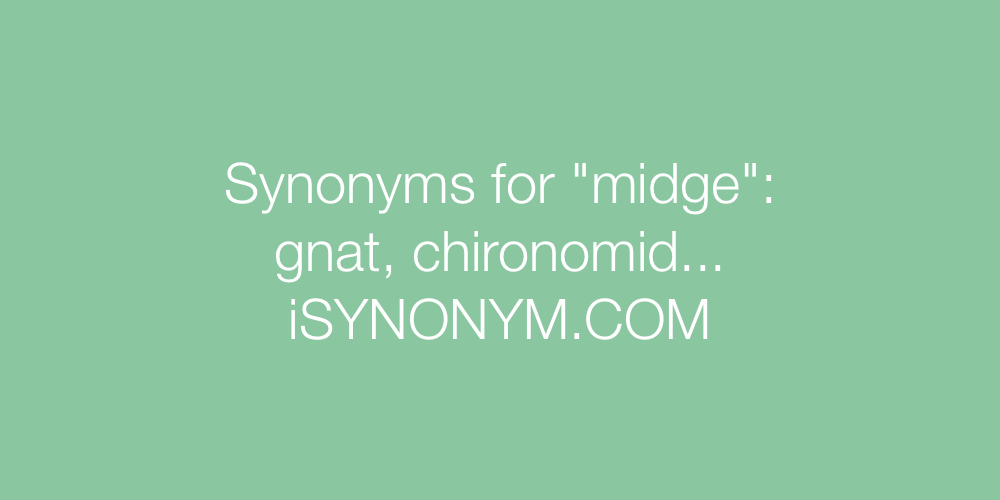 Synonyms midge