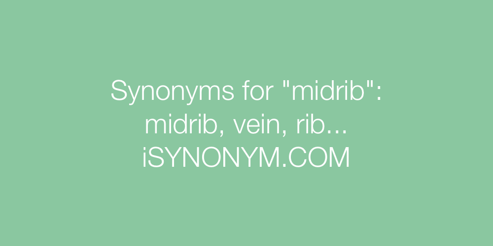 Synonyms midrib