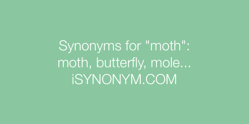 Synonyms moth