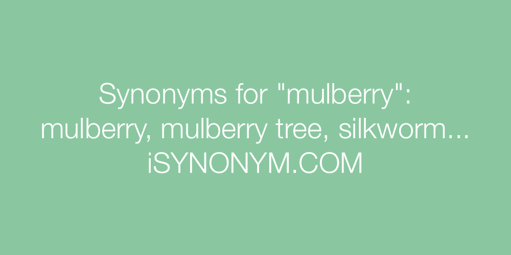 Synonyms mulberry