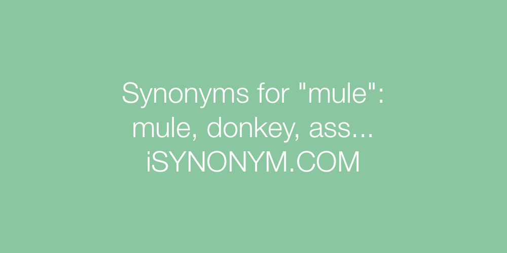 Synonyms mule